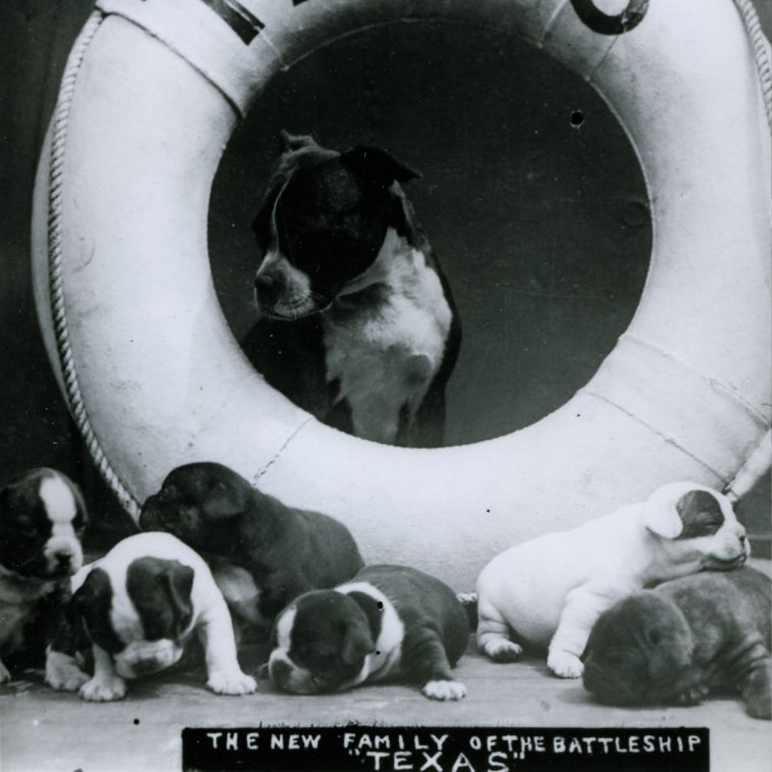 National Dog Day Naval Dogs World Of Warships